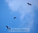 Painted Stork (Mycteria leucocephala)