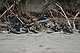 Various swallows\n- Bank Swallow (Riparia riparia)\n- Cliff Swallow (Petrochelidon pyrrhonota)\n- Barn Swallow (Hirundo rustica)