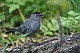 Gray Catbird (Dumetella carolinensis)