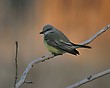 Western Kingbird (Tyrannus verticalis)