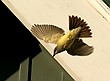 Western Kingbird (Tyrannus verticalis)