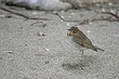 Swainson's Thrush (Catharus ustulatus)