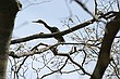 Little Blue Heron (Egretta caerulea)